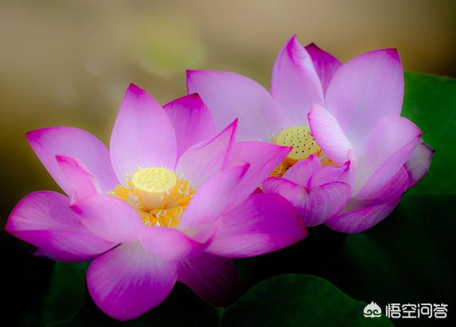 抑郁症自杀的10个前兆,如果朋友有抑郁症自杀征兆，应该如何做？