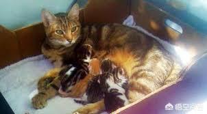 天津收养流浪猫:收养一只已经成年的流浪猫，需要做什么准备？