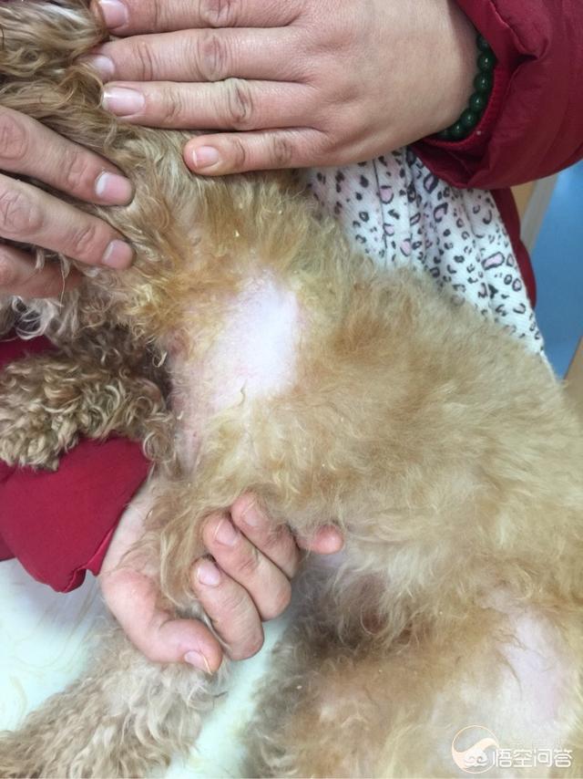宠物皮肤病:有什么方法能治疗宠物的皮肤病？