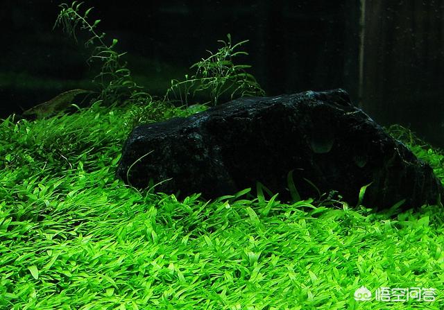 水草 竹节草:鱼缸里种什么种类的水草最容易打理? ？