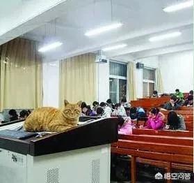 大学自习室2只贪睡母女猫走红:最近哪所高校的猫咪成了网红？