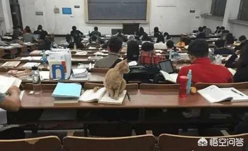 大学自习室2只贪睡母女猫走红:最近哪所高校的猫咪成了网红？