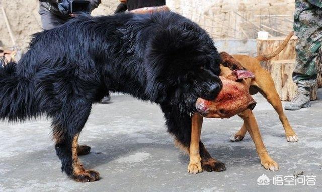 什么狗能咬死藏獒图片:我国的猎犬当中，哪种狗可以打得过藏獒？为什么？ 偷狗贼被藏獒一口咬死