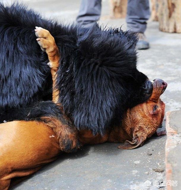 什么狗能咬死藏獒图片:我国的猎犬当中，哪种狗可以打得过藏獒？为什么？ 偷狗贼被藏獒一口咬死