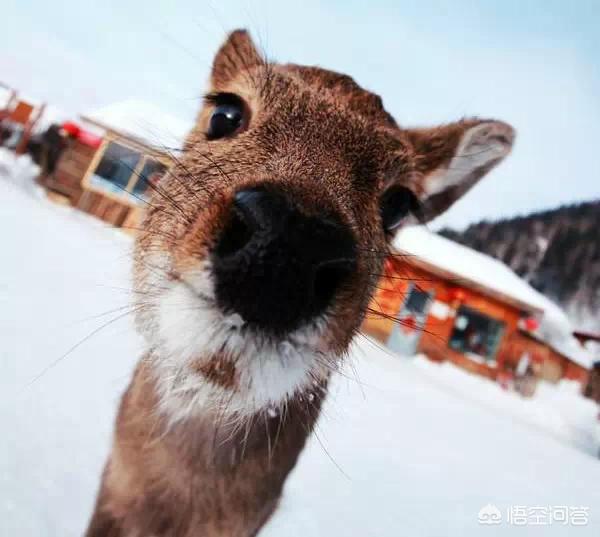 傻袍子:吉林人口中经常说的