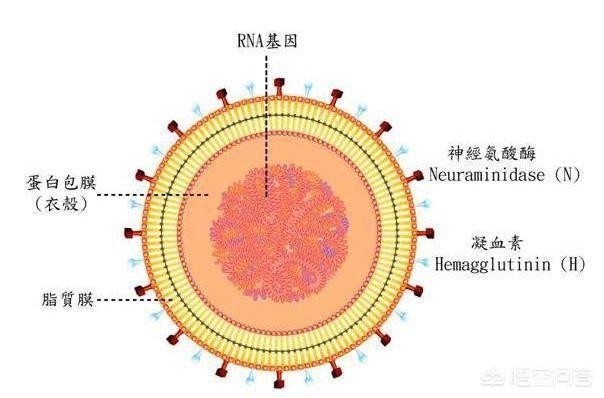 病毒的种类和例子:病毒和细菌的特点有哪些？他们最大差别在哪里？