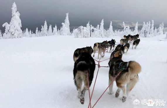 雪橇犬:为什么雪橇犬不能拉雪橇，这样真的对狗有害吗？ 雪橇犬有几种