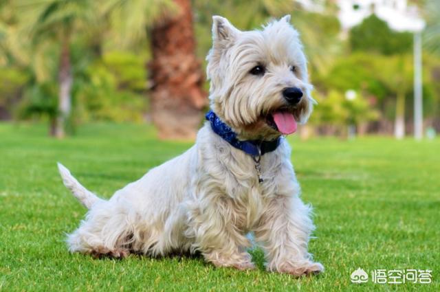 有狂犬病症状还有救吗:狂犬病现在的医学真的无药可医吗？