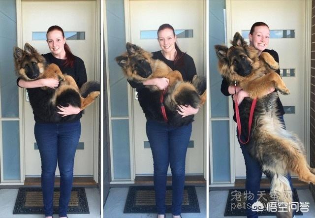 德国牧羊犬在线论坛:养德国牧羊犬是怎样一种体验？ 德国牧羊犬成年犬的抵抗力如何