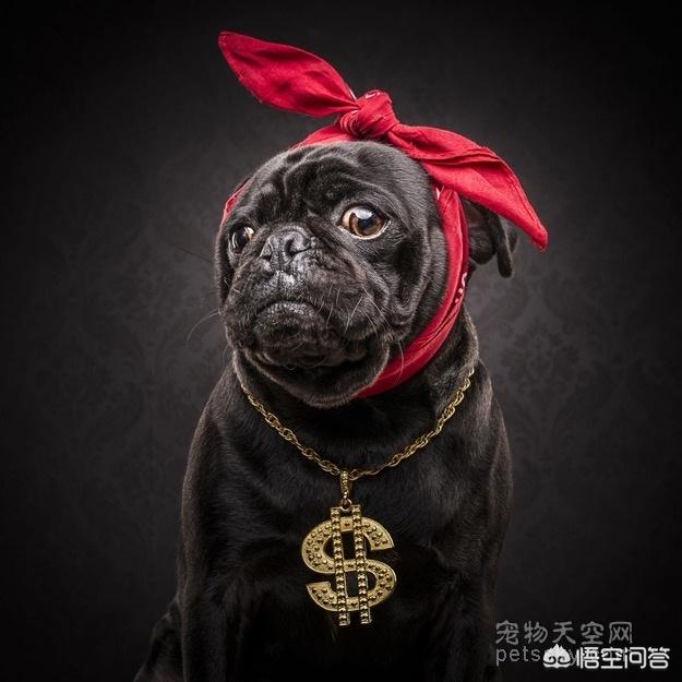 八哥狗图片大全可爱:给巴哥狗狗取个好听可爱的名字？