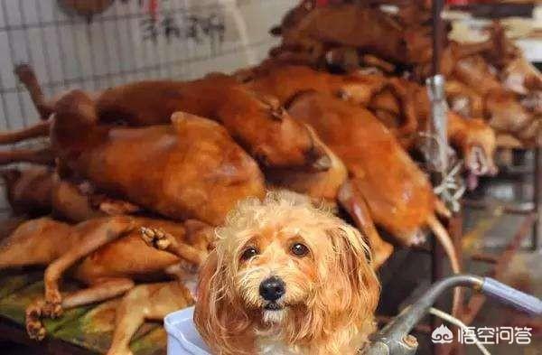 国外虐狗视频:恶犬咬伤4人，太和民警果断开枪将其击毙, 你怎么看？