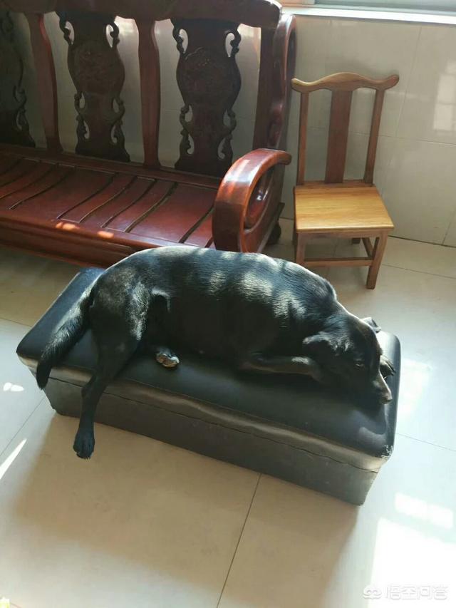 吃狗:吃狗肉犯法吗 当着宠物狗的面吃狗肉，狗会作何反应？