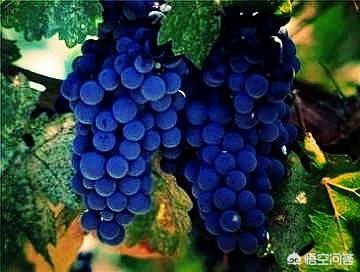 意大利托斯卡纳红酒，如何更好的学习意大利托斯卡纳的葡萄酒