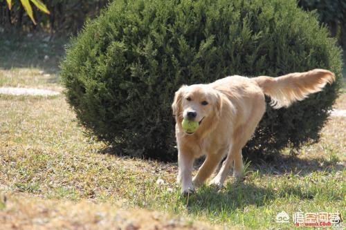 吃狗肉会得狂犬病毒:狗为什么会得狂犬病？是从那来的？