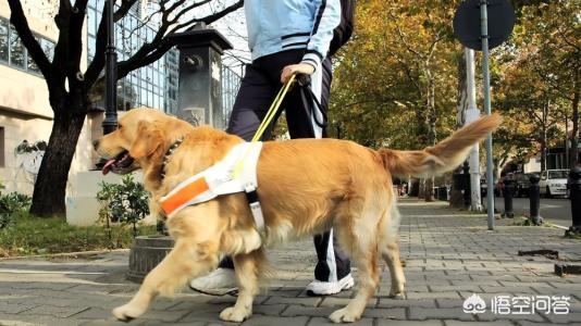 吃狗肉会得狂犬病毒:狗为什么会得狂犬病？是从那来的？