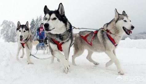 吃狗肉会得狂犬病毒:狗为什么会得狂犬病？是从那来的？