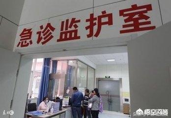 男子被牧羊犬袭击缝80针:如果主人虐待狗狗，狗狗还会和主人亲吗？
