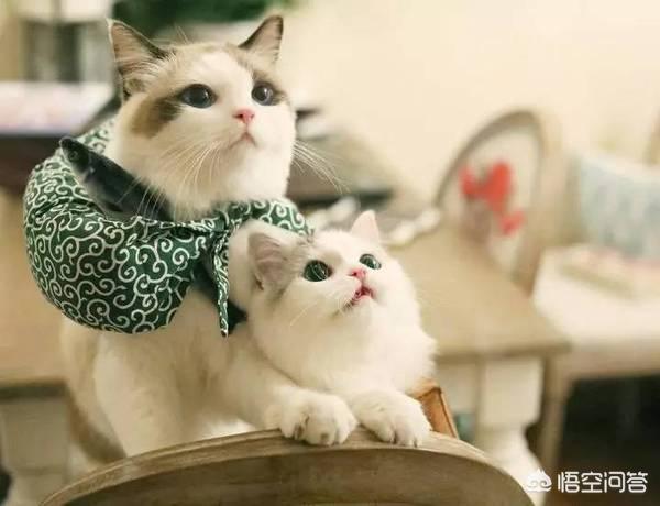 海豹色伯曼猫:伯曼猫海豹色 布偶猫是一个不错的猫种吗？