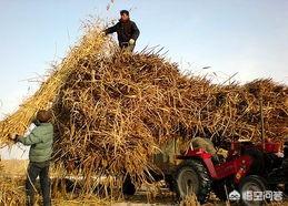 新疆博斯腾湖收割的60万亩芦苇用来干什么了