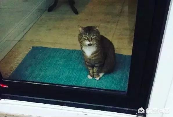 流浪猫和狗的感人故事:你知道哪些关于流浪猫的故事？