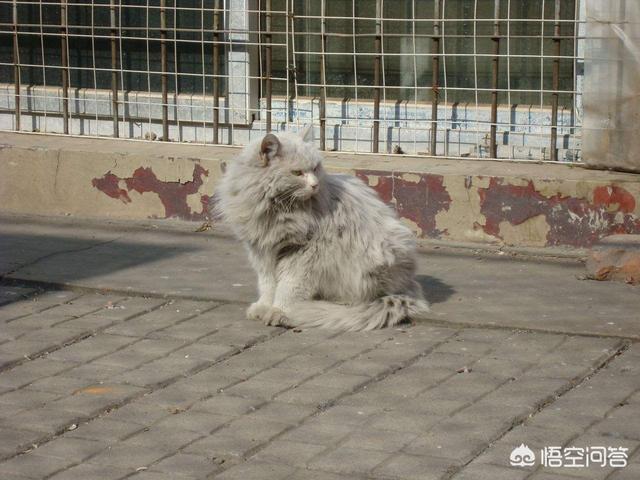 猫叔大白主人是:家猫是怎么看待流浪猫的？