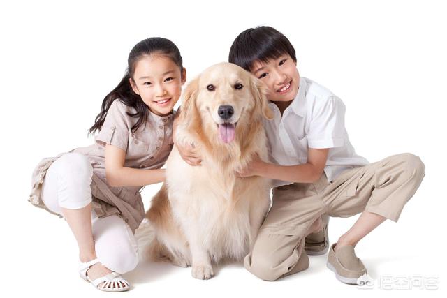 训犬教程:怎样才能养出一只听话的狗呢？ 训犬教程全集免费版