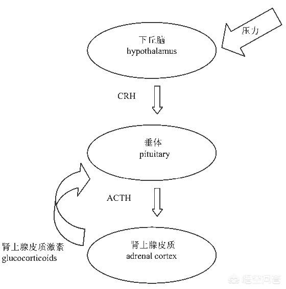 運動對皮質醇有影響嗎