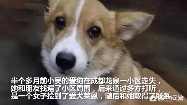 男子摔狗事件:如何评价南京摔狗事件？如果遇到网络暴力，你该怎么办？