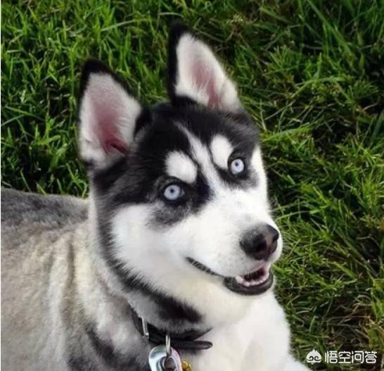 哈士奇智商:有专家指明哈士奇智商超过边牧，是真的吗？ 哈士奇智商排名