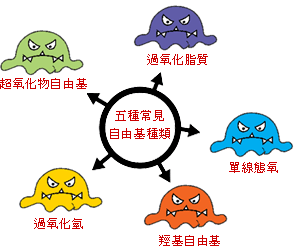 吃阿胶可以延缓衰老是真的吗？