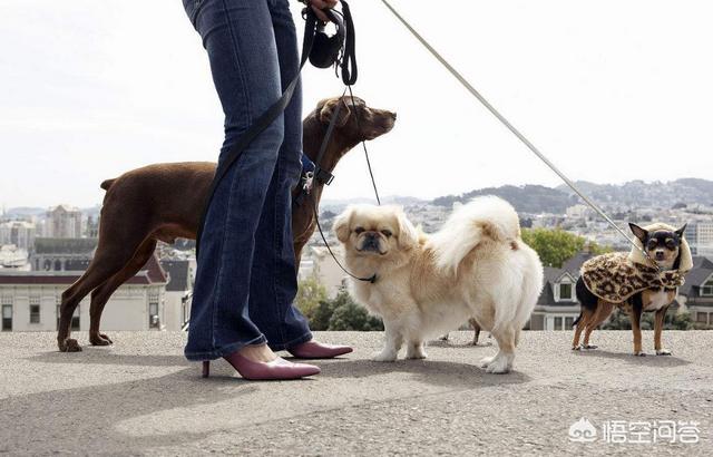 警犬狗链子怎么戴:关于养大狗不套链子的主人，你怎么看？ 警犬专用狗脖套怎么戴