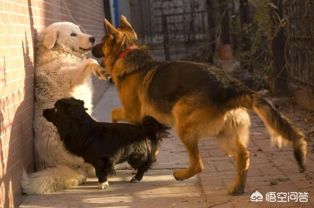 警犬狗链子怎么戴:关于养大狗不套链子的主人，你怎么看？ 警犬专用狗脖套怎么戴