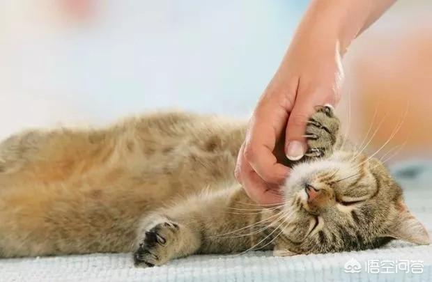 小猫跳出来轻轻咬一下腿就跑:我家猫咪每天早上8:00锻炼身体，两房间来回的串，你家的呢？