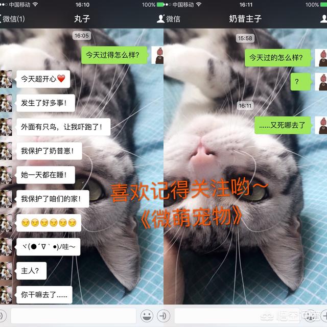上海伴游招聘喵姐:猫咪认定主人的表现