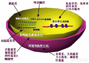 消炎药是抗生素吗:抗生素和抗菌药物是一回事吗？