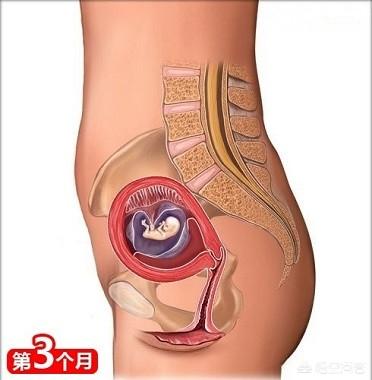 高圆圆孕肚照曝光:孕三个月肚子还是平平的正常吗？