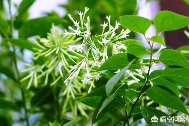 十种招鬼的花:恐怖故事里经常提到十种召鬼的花都是什么花？