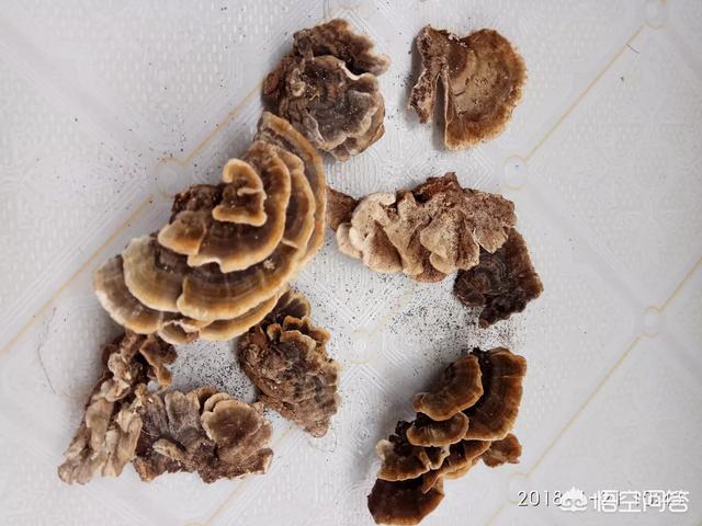 吴敏芝:薄树灵芝的药用价值是怎样的？