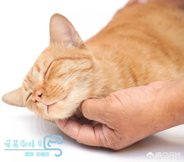 蓝猫咕噜噜:猫咪的喉咙总咕噜咕噜响,怎么回事？