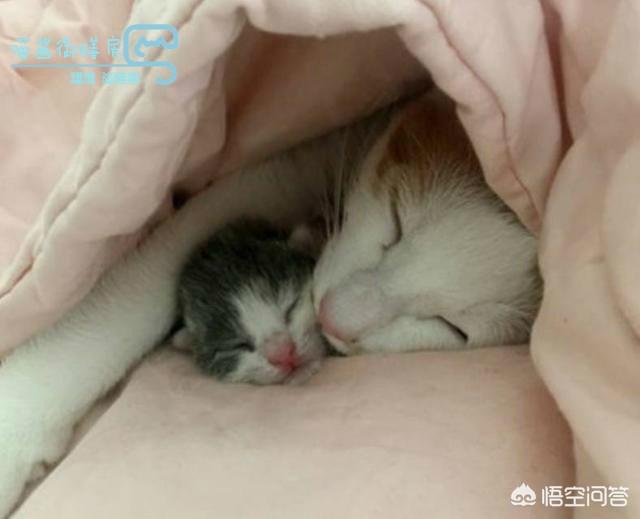 蓝猫咕噜噜:猫咪的喉咙总咕噜咕噜响,怎么回事？