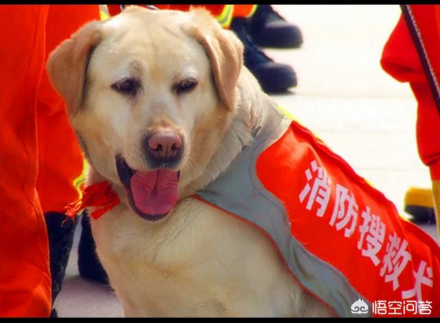 工作犬:为什么这么多人否定工作犬的贡献？