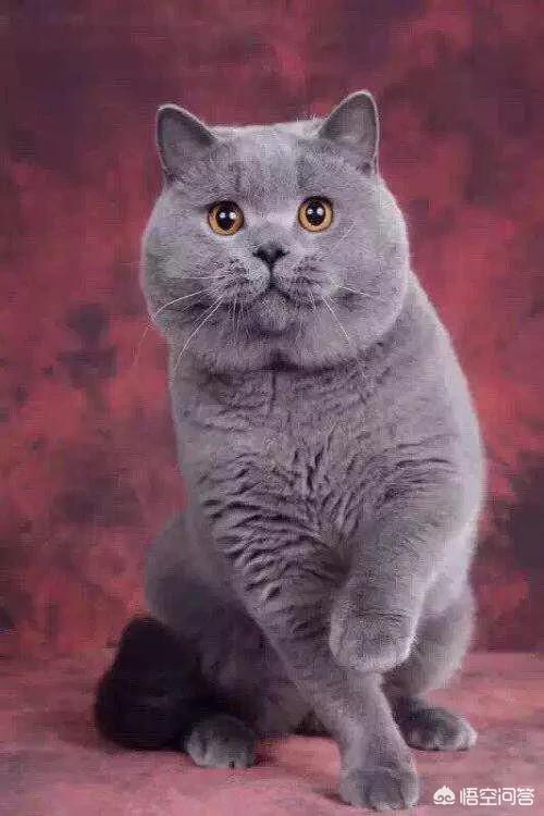 头条问答 - 想养一只蓝猫,请问性格温顺吗,发情的时候会吵人吗,会乱抓