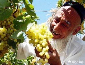 你吃过新疆的水果吗，你吃过新疆的水果吗？味道怎么样？