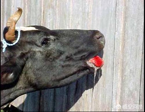 牛患口蹄疫的治疗方法:牛的口蹄疫的治疗方法和预防 小牛口蹄疫是不是特难治？