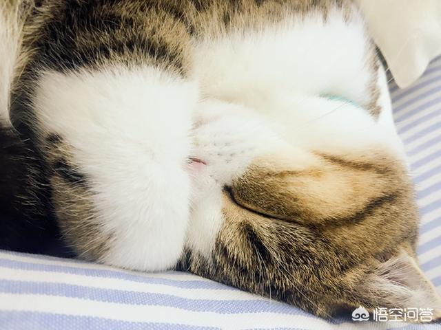 健康猫:该不该安乐死一只健康的宠物猫？