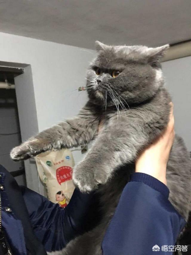 猫咪不乖by:猫过于抗拒洗澡，适合到宠物店洗吗？