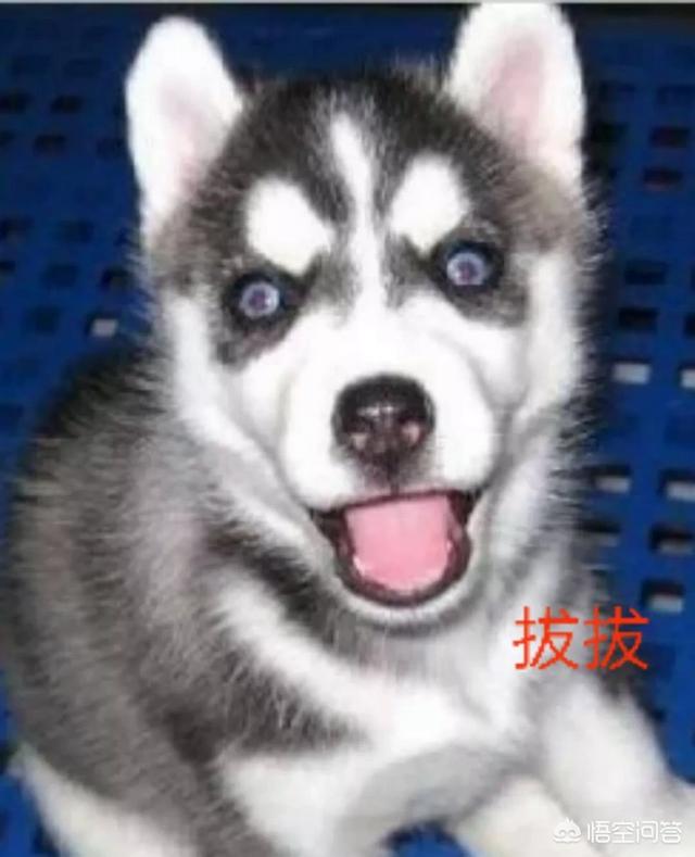 狗狗哈士奇图片:怎样判断哈士奇是不是纯的？