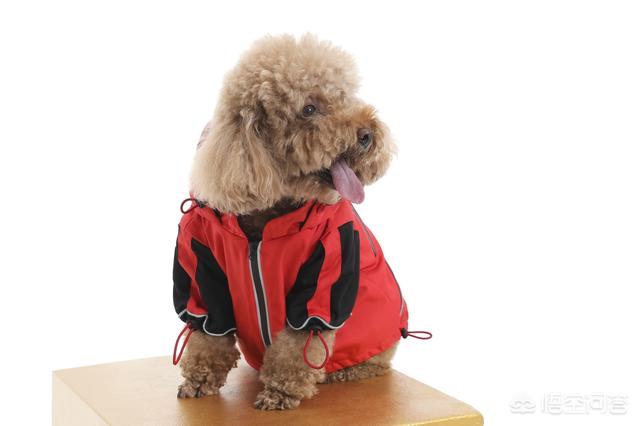 豆柴犬自己盖被子:给宠物穿衣服的主人考虑过宠物的感受吗？