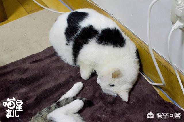 霸道总裁的小猫咪 在线:想知道接受胖胖女生的男人有多少？ 霸道总裁和他的小猫咪