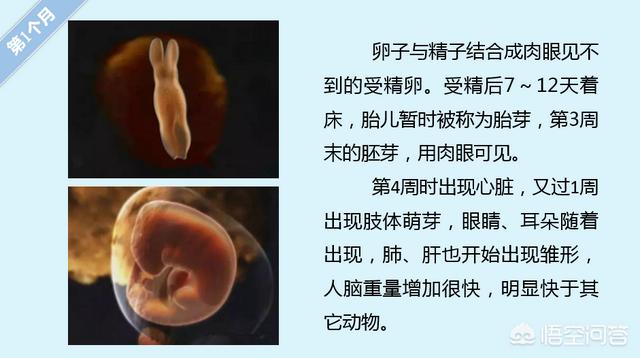 胎儿的发育过程:怀孕各周期胎儿发育是怎么样变化的？